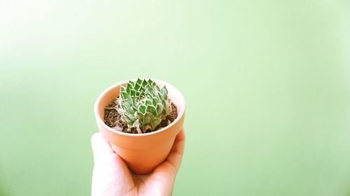 Close-up of hand holding small potted plant against green background