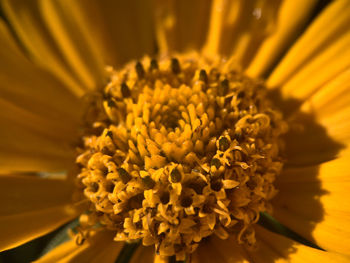 Close-up of yellow flowering plant