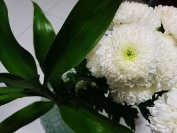 Close-up of white flower