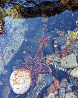 High angle view of starfish in sea