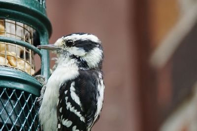 Close-up of downy woodpecker on bird feeder