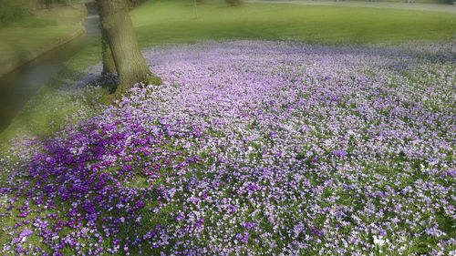 Close-up of purple flowers