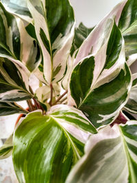 Close-up of fresh green plant