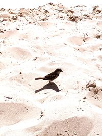 High angle view of bird on sand