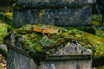 Close-up of lizard on rusty metal