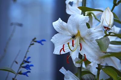 Close-up of white flowering plant