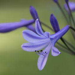 Close-up of purple flower blooming outdoors