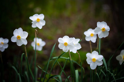 Close-up of white flowering plants on field