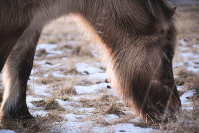 Close-up of horse standing on snow field