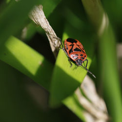 Close-up of butterfly on leaf