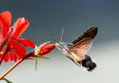 Close-up of insect pollinating on flower