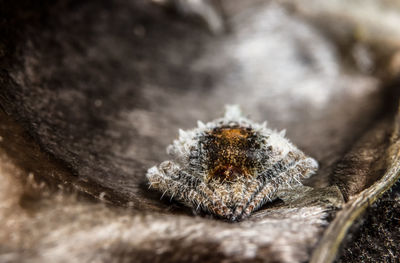 Close-up of spider