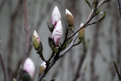 Close-up of pink flower buds on branch