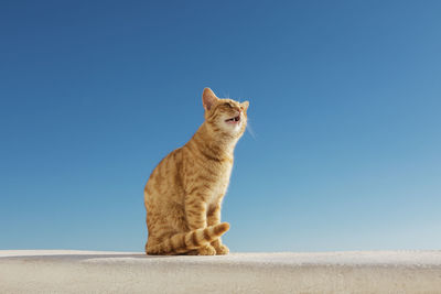 Santorini stray ginger cat