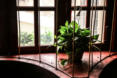 Close-up of potted plant on window sill