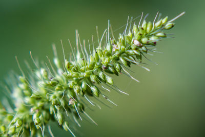 Close-up of plant