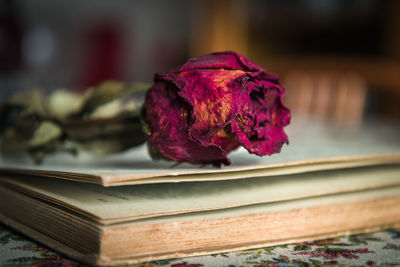 Close-up of wilted rose