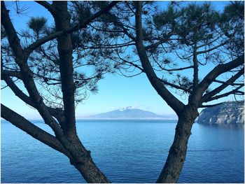 Tree by sea against sky