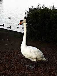 Swan on lake