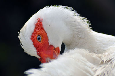 White goose close up in the outdoors