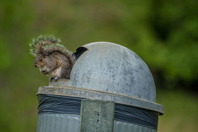 Close-up of bird perching on metal