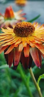 Close-up of yellow flowering plant