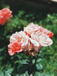 Close-up of pink rose blooming outdoors