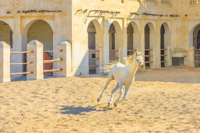 Horse in a building