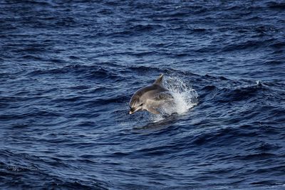 Close-up of duck swimming in sea