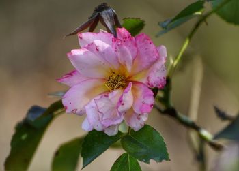 Close-up of pink cherry blossom