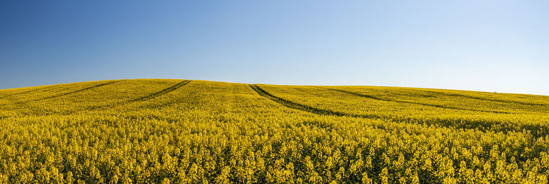 Scenic view of field against clear sky