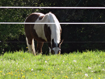 Horse grazing in field