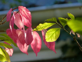 Close-up of pink flowering plant