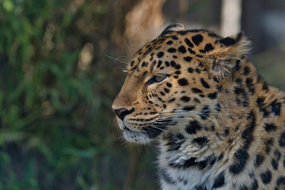 Close-up of a cat looking away