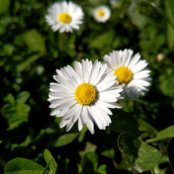 Close-up of white daisy flowers