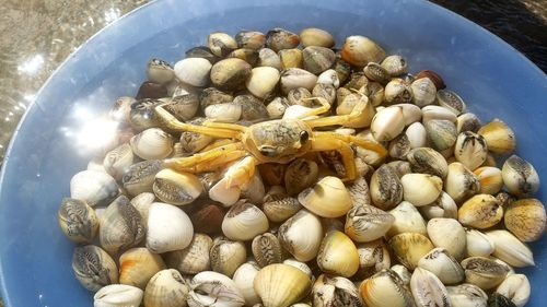 High angle view of sheels and crab in container