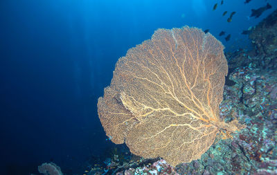 Healthy soft coral in pulau sabang acheh.