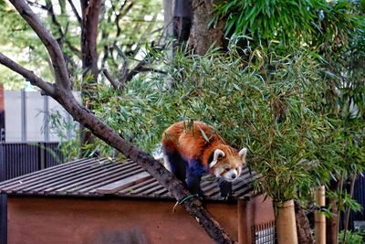 Monkey sitting on tree branch in zoo