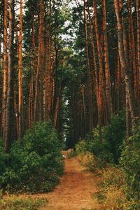 Dirt road amidst trees in forest