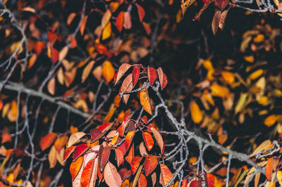 Close-up of dry leaves on branch