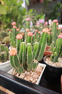 Close-up of succulent plant