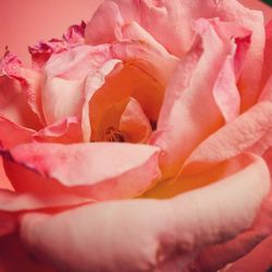 Close-up of pink rose