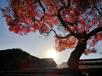 Low angle view of cherry tree against sky during autumn