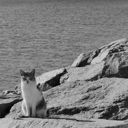 Portrait of cat sitting by sea