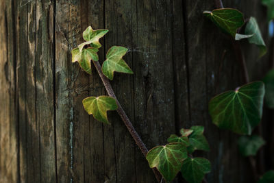 Close-up of leaves on tree trunk