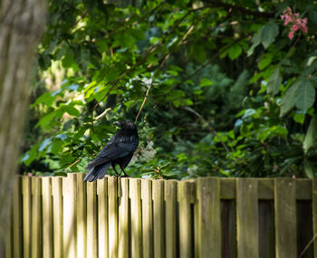 Bird perching on tree