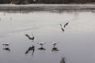 Seagulls flying over a frozen lake in the winter months 