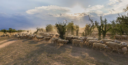 View of sheep on landscape against sky