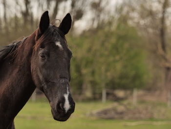 Close-up of horse standing on field