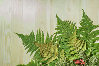 Close-up of fern leaves